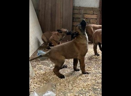 1 belgijskiovcarn0226.jpg